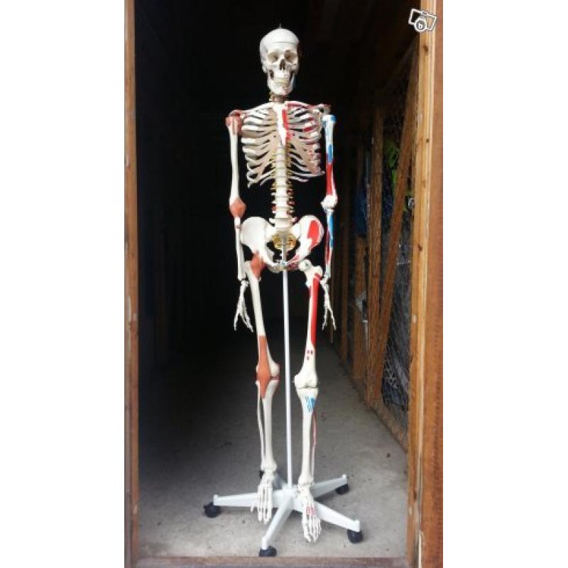 3B Scientific anatomiskt skelett A13 - Sam