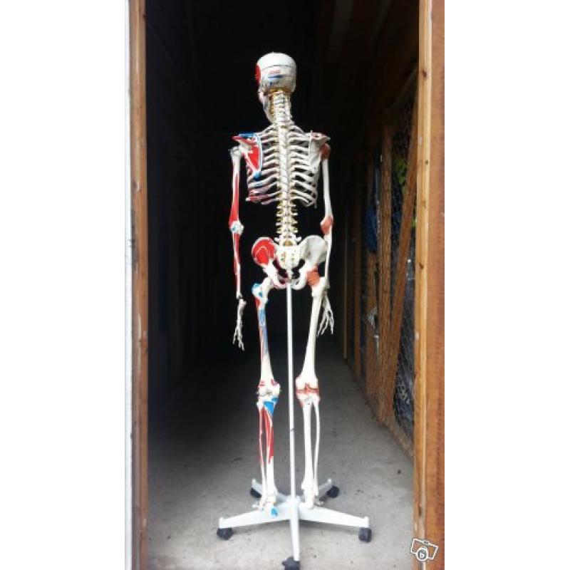 3B Scientific anatomiskt skelett A13 - Sam